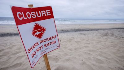Shark attack victim punched it in the face, witness says