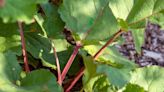 How to Harvest Rhubarb at the Right Time for Sweet Flavor