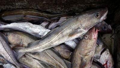Downward spiral for Atlantic cod continues in Gulf of St. Lawrence