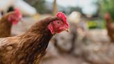 Vic egg farm quarantined after detection of H7 bird flu - Grain Central
