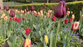Thousands of tulips in bloom for festival