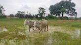 Exclusive: In Madhya Pradesh, Organic Farming Scheme Wilts In Soil Of Corruption
