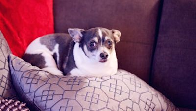 9 years gone, now home: Los Angeles woman reunites with lost pet dog after nearly a decade