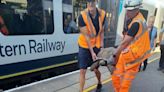 Tortoise causes train delays after slowly climbing on to tracks between Ascot and Bagshot