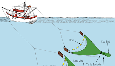 Can shrimp become big business in Maryland? Here's what's in works as it moves forward