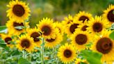 Pour être heureux, il faut planter des tournesols, ils apportent de la joie et de la couleur au jardin