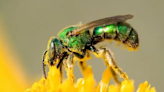 What is a sweat bee? Get to know the Halictidae family and how to get rid of them.