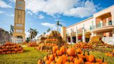 The 10 Best Pumpkin Patches in Miami and Beyond