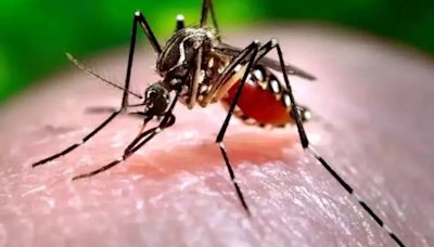 Bengaluru Dengue Cases Surge To 3,770, Helpline Numbers Issued And Nodal Officers Appointed