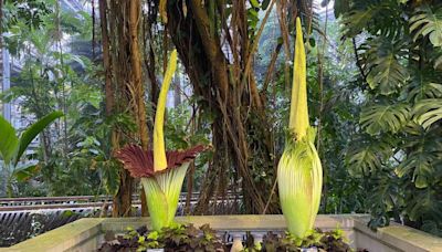 Still waiting: Second corpse flower slow to bloom at US Botanic Garden