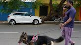 Licensing of pet dogs at Oulgaret municipality in Puducherry to be strictly implemented from August