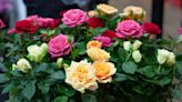 Roses : ce secret de jardinage qui fait exploser leur floraison