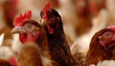 'Enough is enough': Legal challenge launched over council's decision to approve 230,000-chicken farm