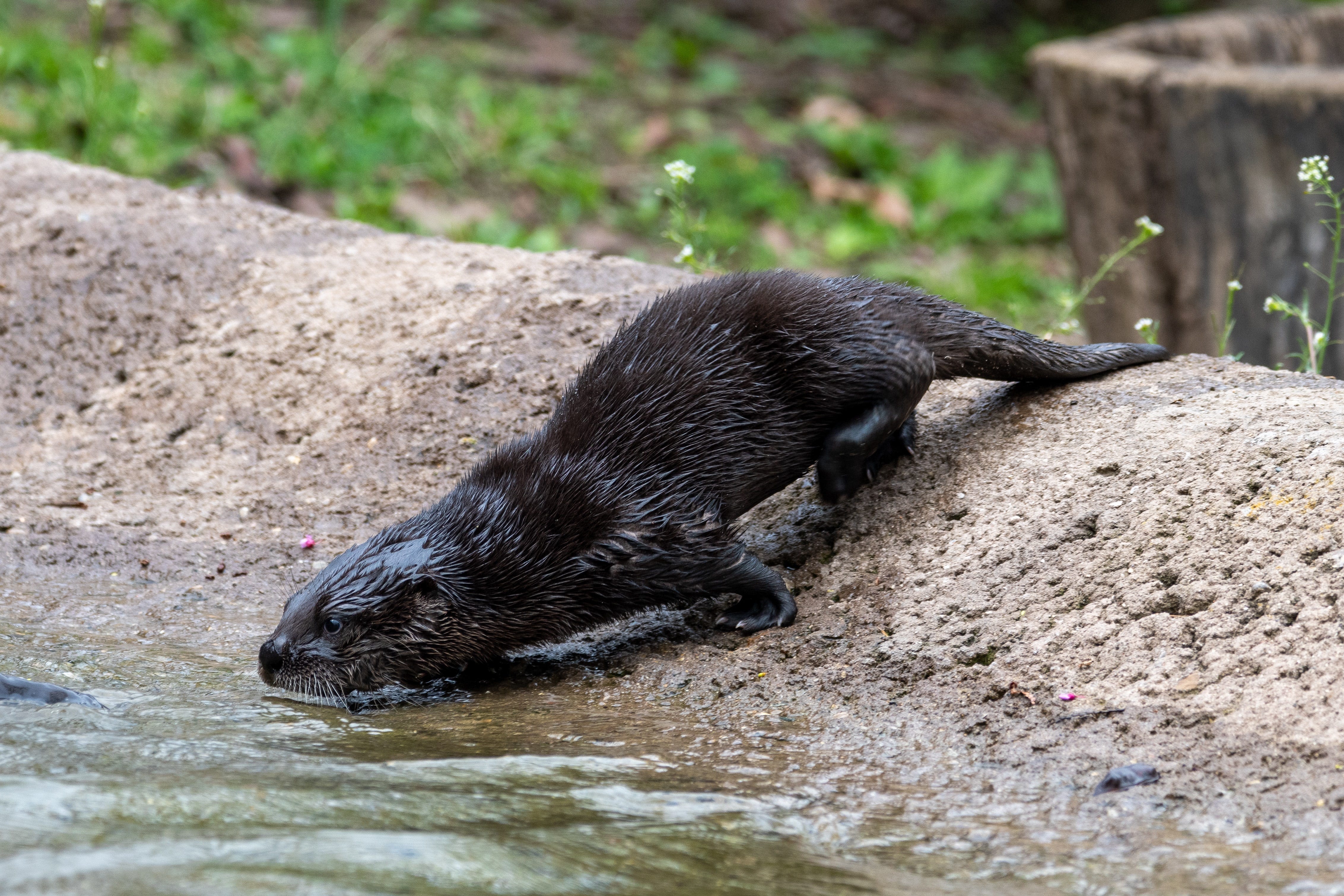 Potter Park Zoo launches naming contest for river otter triplets