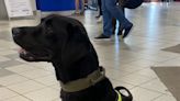 PSNI sniffer dogs patrol Belfast bus and train stations "to detect and deter drug misuse"