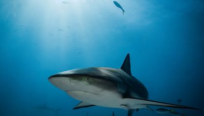 American diver feared dead after body parts found inside shark off Indonesia