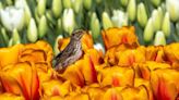 In this Skagit Valley tulip field, an early bird sets a special scene