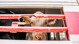 UK Bill Banning Live Animal Export Ready for Royal Assent