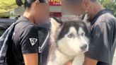 DVS completed investigation into Kajang husky abuse case, person to be charged Aug 19