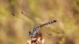 Everything to know about the Blue Dasher
