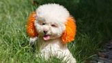 Why You Should Never Dye Your Dog