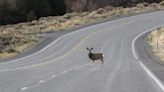 G&F Commission invests in wildlife crossing on US Highway 26
