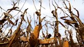 As climate shifts, a leafhopper bug plagues Argentina's corn fields