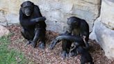 Grieving chimpanzee carries her dead baby for months at zoo in Spain