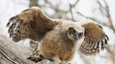 Fairway warning residents to be on the lookout for great horned owls