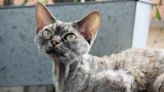 32 things to know about Devon rex cats