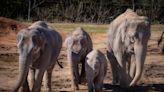 They’re expecting! OKC Zoo announces pregnancies of two Asian elephants