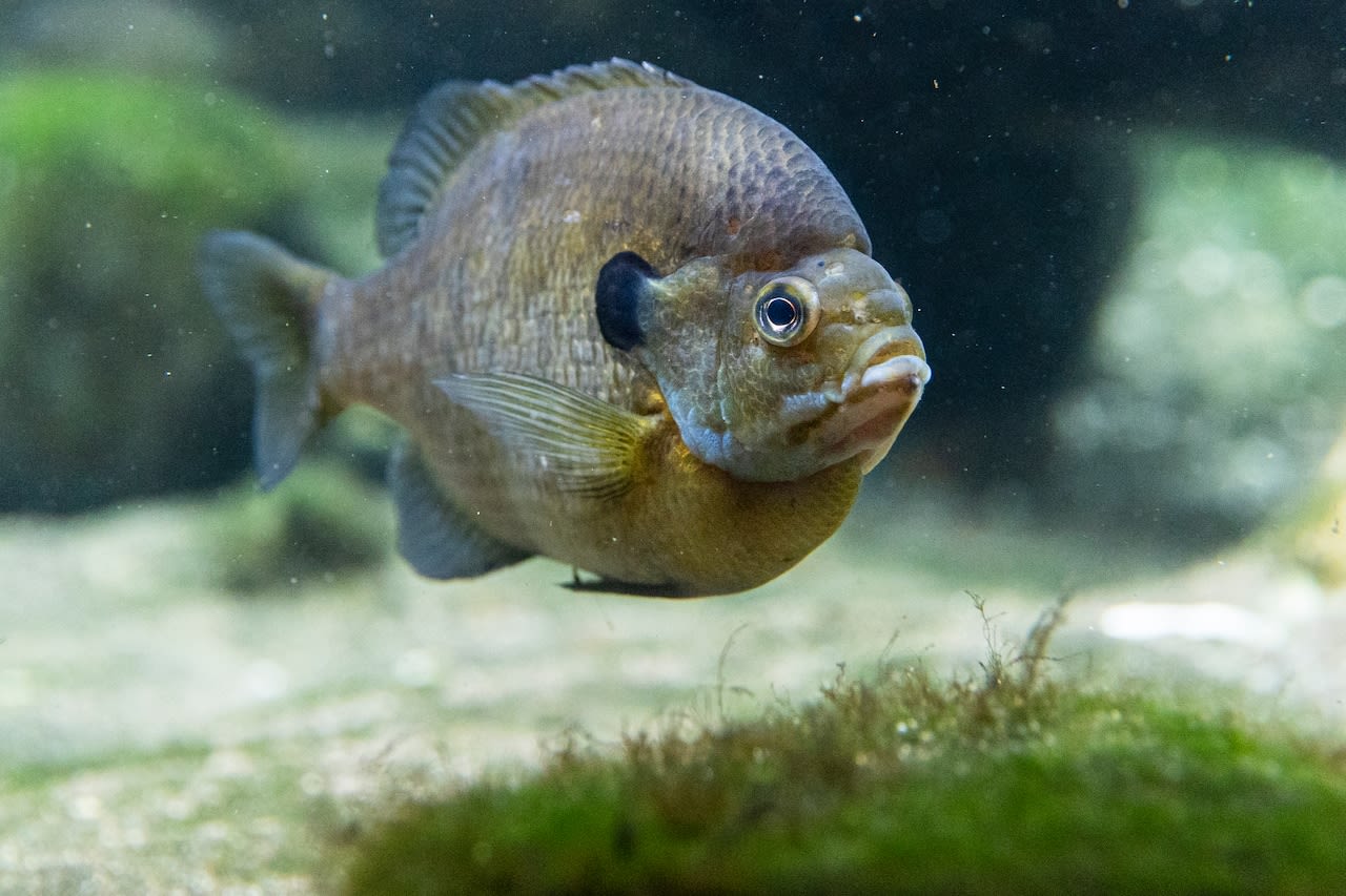 Business owner dumps 7,000 gallons of pollutants into Scioto River, killing 40,000 fish, feds say