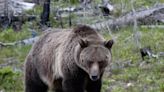 A pair of Wyoming college wrestlers were hospitalized after they bravely fought off a grizzly bear that attacked them