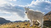 Curious Mountain Goats in Colorado Stomp All Over Hiker’s Car Like It’s Their Job