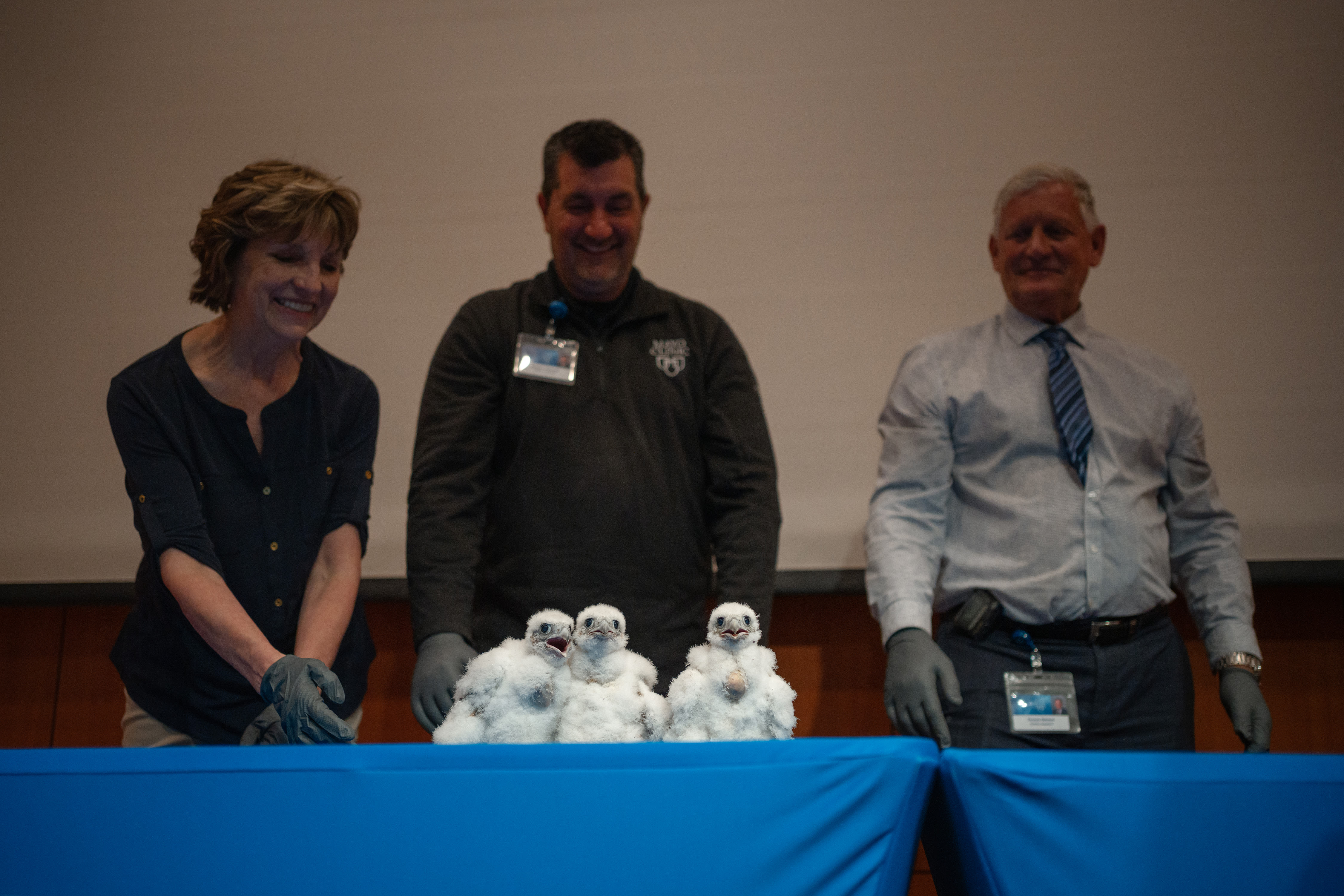 Mayo Clinic welcomes the all-female peregrine falcon class of 2024