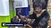 Activists rescue 16 moon bear cubs from Laos house: ‘they were everywhere’