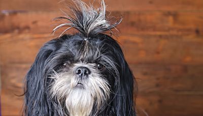 Shih-Tzu's Adorable Groomer Makeover Makes It Look Like She's Going to Coachella