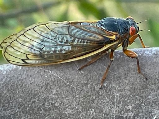 When cicadas will emerge in Illinois and how long they'll live above ground for 2024