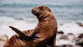 Californian tourists lean the hard way that sea lions may be cute, but they aren't your friends