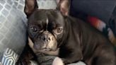 French bulldog mix stolen while on walk with owner in St. Paul