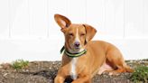 Chiweenie: Dog Breed Characteristics and Care