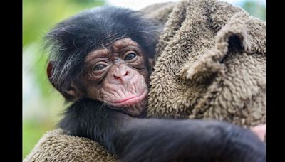 Welcome to the zoo: Maryland says hello to newest baby chimp