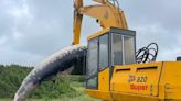 Remains of washed up whale in County Donegal are removed