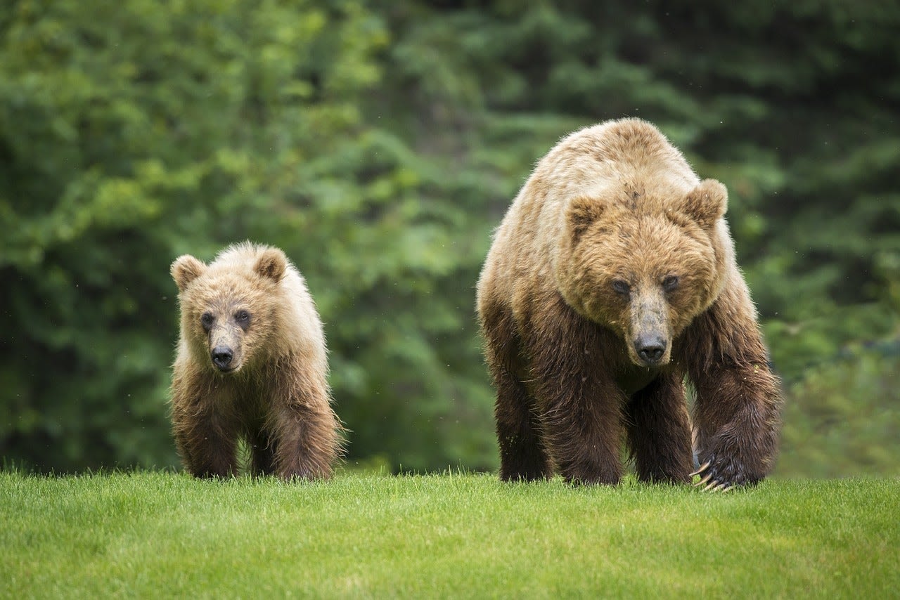 Attacked While Picking Berries, Montana Man Shoots and Kills Charging Grizzly Bear