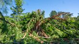 Baltimore’s historic dawn redwood tree destroyed by lightning, ‘literally exploded’