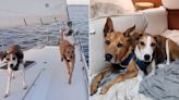 Couple Goes Viral Living on Boat with Two Dogs. What Happens When Pups Have to Go to the Bathroom? (Exclusive)