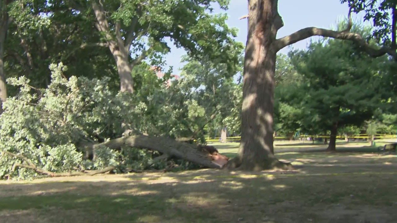 Woman killed by falling tree branch in DC park