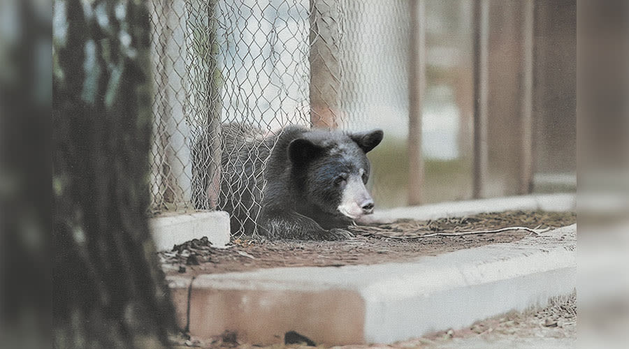 Was the bear that escaped the city zoo in Pocatello in 1969 ever found? Here's what happened. - East Idaho News