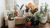 Top MD: "The Air Inside Our Home Can Be 100x More Polluted Than Outdoor Air" — How to Outsmart Toxins to Feel Your Best