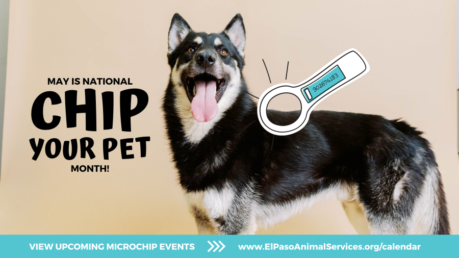 Animal Services emphasizes importance of microchipping pets